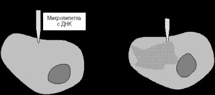 Рекомбінантні (химерні) ДНК - біологія (курсова) Рекомбінантні (химерні) ДНК - біологія