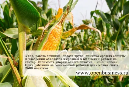 Рентабельність бізнесу з вирощування кукурудзи 800% (свій бізнес) Рентабельність бізнесу з вирощування кукурудзи 800%