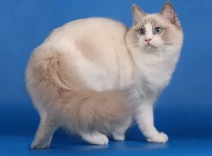 Регдолл - тряпічная лялька, кішки, коти і кошенята - мишок немає! (Коти) Регдолл - тряпічная лялька, кішки, коти і кошенята - мишок немає!