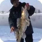 Рецепти страв з жереха - страви з риби, рецепти (рецепти страв з жереха) Рецепти страв з жереха - страви з риби, рецепти