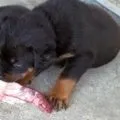 Ротвейлер з хвостом, купірування хвоста у ротвейлера (фото і відео) (ротвейлер) Ротвейлер з хвостом, купірування хвоста у ротвейлера (фото і відео)