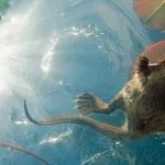 Російська хохуля (50 фото) опис, цікаві факти про тварину, де живе, який загін, червона (тварину) Російська хохуля (50 фото) опис, цікаві факти про тварину, де живе, який загін, червона