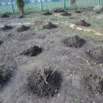 Троянди навесні - що робити