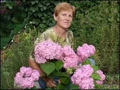 рожева гортензія