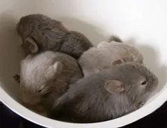 Пологи у шиншил