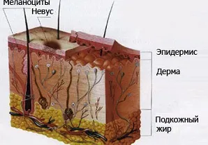 Родимки на тілі причини появи і чи можуть вони бути небезпечні (з'являються родимки на тілі причини) Родимки на тілі причини появи і чи можуть вони бути небезпечні