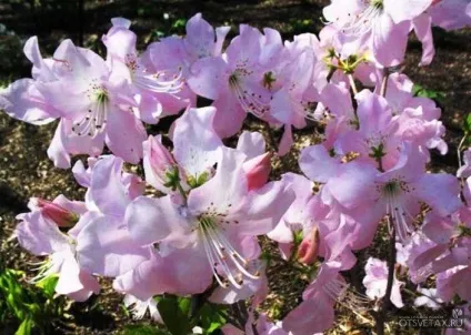 Рододендрон садовий посадка і догляд фото