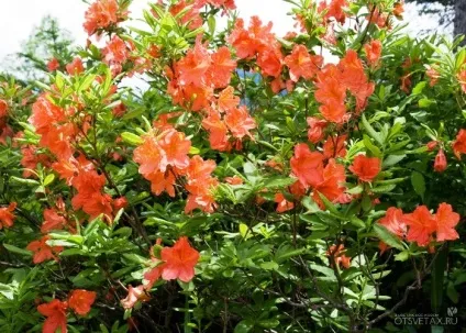 Рододендрон садовий посадка і догляд фото