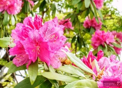 Рододендрон садовий посадка і догляд фото