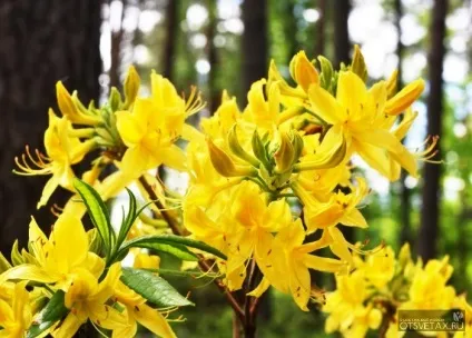 Рододендрон садовий посадка і догляд фото