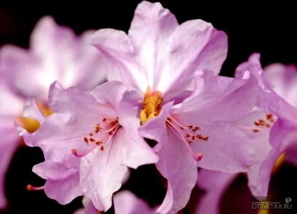 Рододендрон садовий посадка і догляд фото