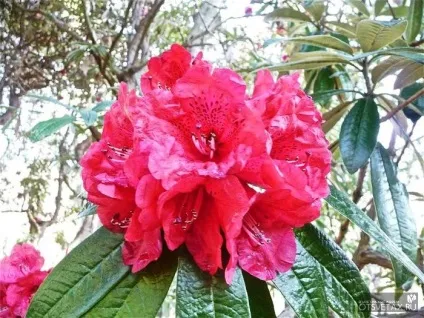 Рододендрон садовий посадка і догляд фото