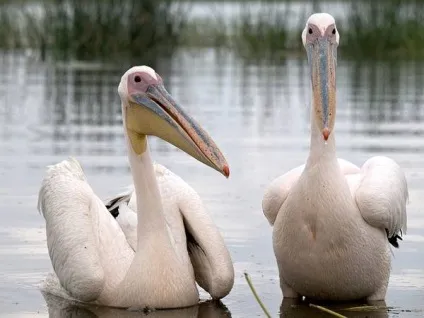 Рожевий пелікан (pelecanus onocrotalus) фото рожевий пелікан, ареал характер перебування серед