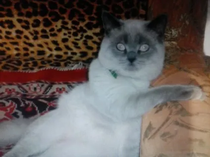 Родове прокляття моєї кішки