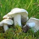 Найпопулярніші і смачні страви з картоплі (смачні) Найпопулярніші і смачні страви з картоплі