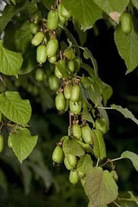 Сад на двох сотках, самі з вусами (урожай виростимо самі) Сад на двох сотках, самі з вусами