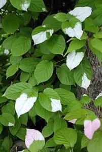 Сад на двох сотках, самі з вусами (двох) Сад на двох сотках, самі з вусами