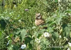 Садові скульптури 50 фото красивих скульптур для саду (скульптур) Садові скульптури 50 фото красивих скульптур для саду