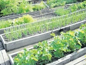 Сад на двох сотках, самі з вусами (самі) Сад на двох сотках, самі з вусами