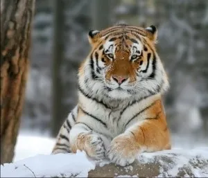 Найбільша кішка в світі, zoozagadki (велика) Найбільша кішка в світі, zoozagadki