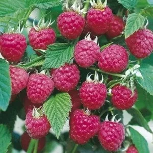 Сад на двох сотках, самі з вусами (сад на двох сотках) Сад на двох сотках, самі з вусами