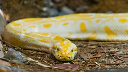 Найбільші змії в світі фото гігантських рептилій, що вселяють жах (змії) Найбільші змії в світі фото гігантських рептилій, що вселяють жах
