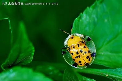 Самі незвичайні комахи фото, самі незвичайні комахи в світі фото, самі незвичайні дивні (світі) Самі незвичайні комахи фото, самі незвичайні комахи в світі фото, самі незвичайні дивні
