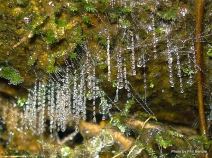 Самі незвичайні комахи фото, самі незвичайні комахи в світі фото, самі незвичайні дивні (комахи) Самі незвичайні комахи фото, самі незвичайні комахи в світі фото, самі незвичайні дивні