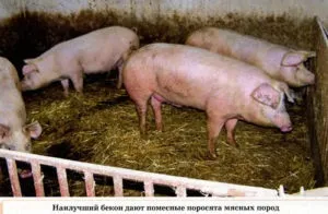 Найефективніший відгодівлю свиней в домашніх умовах, сад, город (буде надто м'яким) Найефективніший відгодівлю свиней в домашніх умовах, сад, город