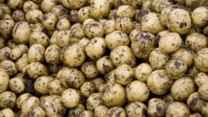 Найсильніші отрути в світі, цікаві факти (самі) Найсильніші отрути в світі, цікаві факти