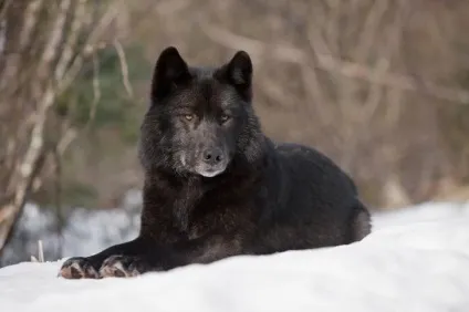 Найбільший вовк в світі