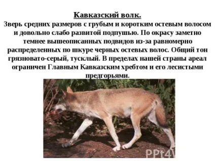 Найбільший вовк в світі