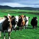9 Корів, стиль життя - успішність! (Відправитися морську подорож) 9 Корів, стиль життя - успішність!