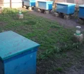 Сім'ї - трутівки і способи їх виправлення, практичне бджільництво (новий вулик нього) Сім'ї - трутівки і способи їх виправлення, практичне бджільництво