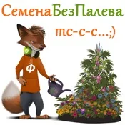 Насіння конопель, їх властивості та різновиди