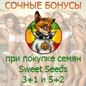 Насіння конопель, їх властивості та різновиди