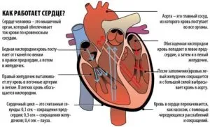 Серцебиття норма ударів в хвилину у жінок за віком (жінок) Серцебиття норма ударів в хвилину у жінок за віком