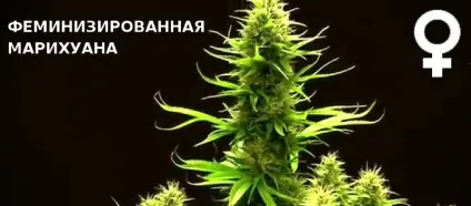 Насіння конопель, їх властивості та різновиди