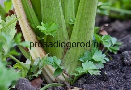Селера вирощування і догляд у відкритому грунті і теплиці, відео та фото (відкритому) Селера вирощування і догляд у відкритому грунті і теплиці, відео та фото