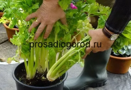 Селера вирощування і догляд у відкритому грунті і теплиці, відео та фото (догляд) Селера вирощування і догляд у відкритому грунті і теплиці, відео та фото