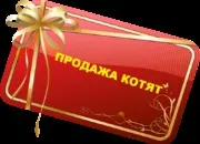 шиншила Поїн