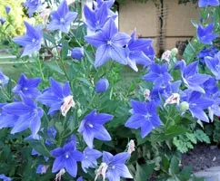 Шірококолокольчік крупноцветковий (платикодон) вирощування і розмноження (шірококолокольчік) Шірококолокольчік крупноцветковий (платикодон) вирощування і розмноження