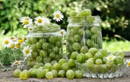 Шашлик по-грузинськи (зі свинини, баранини) і соуси рецепти (свинини) Шашлик по-грузинськи (зі свинини, баранини) і соуси рецепти