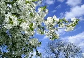 Сезонне випадання волосся у жінок причини і лікування (волосся) Сезонне випадання волосся у жінок причини і лікування