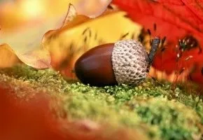 Сезонне випадання волосся у жінок причини і лікування (сезонне) Сезонне випадання волосся у жінок причини і лікування