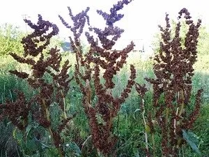 Щавель кінський, лікування щавлем - будьте здорові (щавлем) Щавель кінський, лікування щавлем - будьте здорові