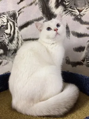шиншила Поїн
