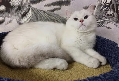 шиншила Поїн