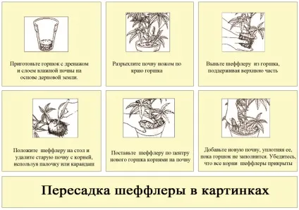 Шеффлер - догляд в домашніх умовах