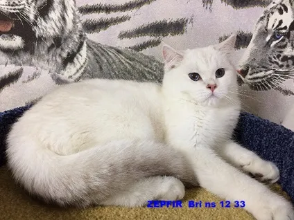 шиншила Поїн